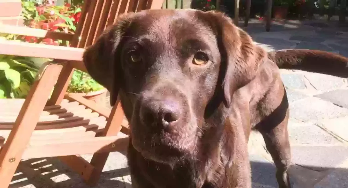 Found dog in Wendell, ID, 83355