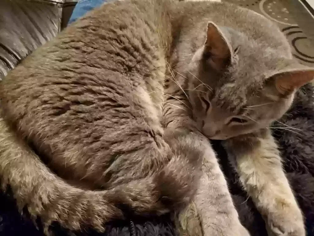 Lost cat in Kingwood, TX, 77345