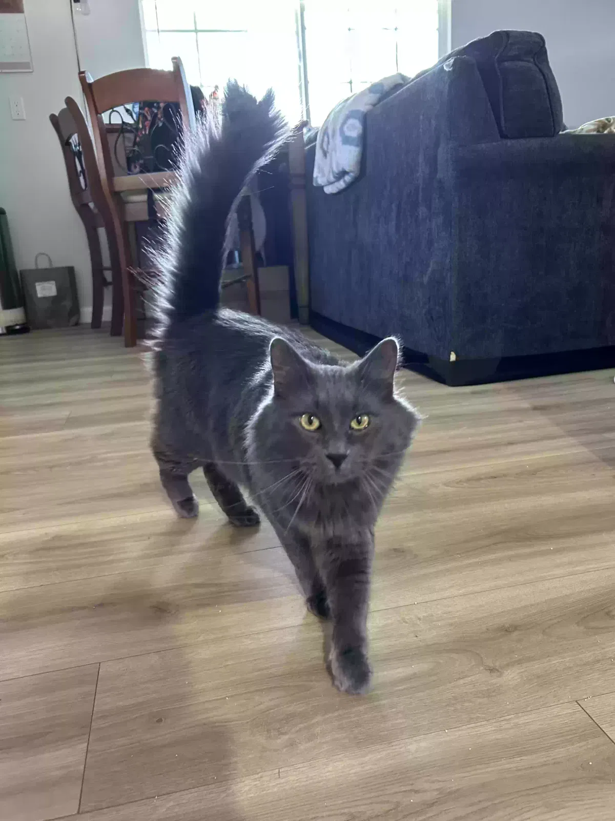 Lost cat in Santa Ana, CA, 92704