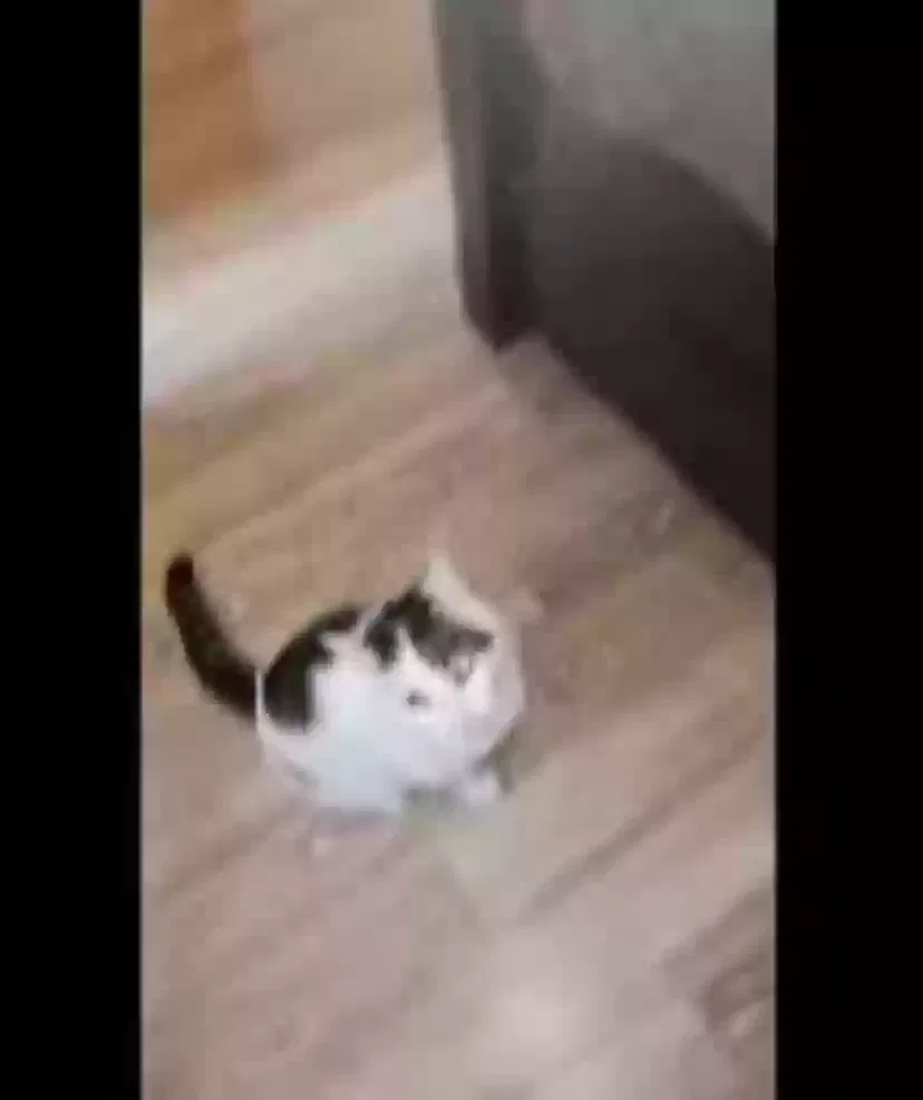 Lost cat in Bronx, NY, 10452