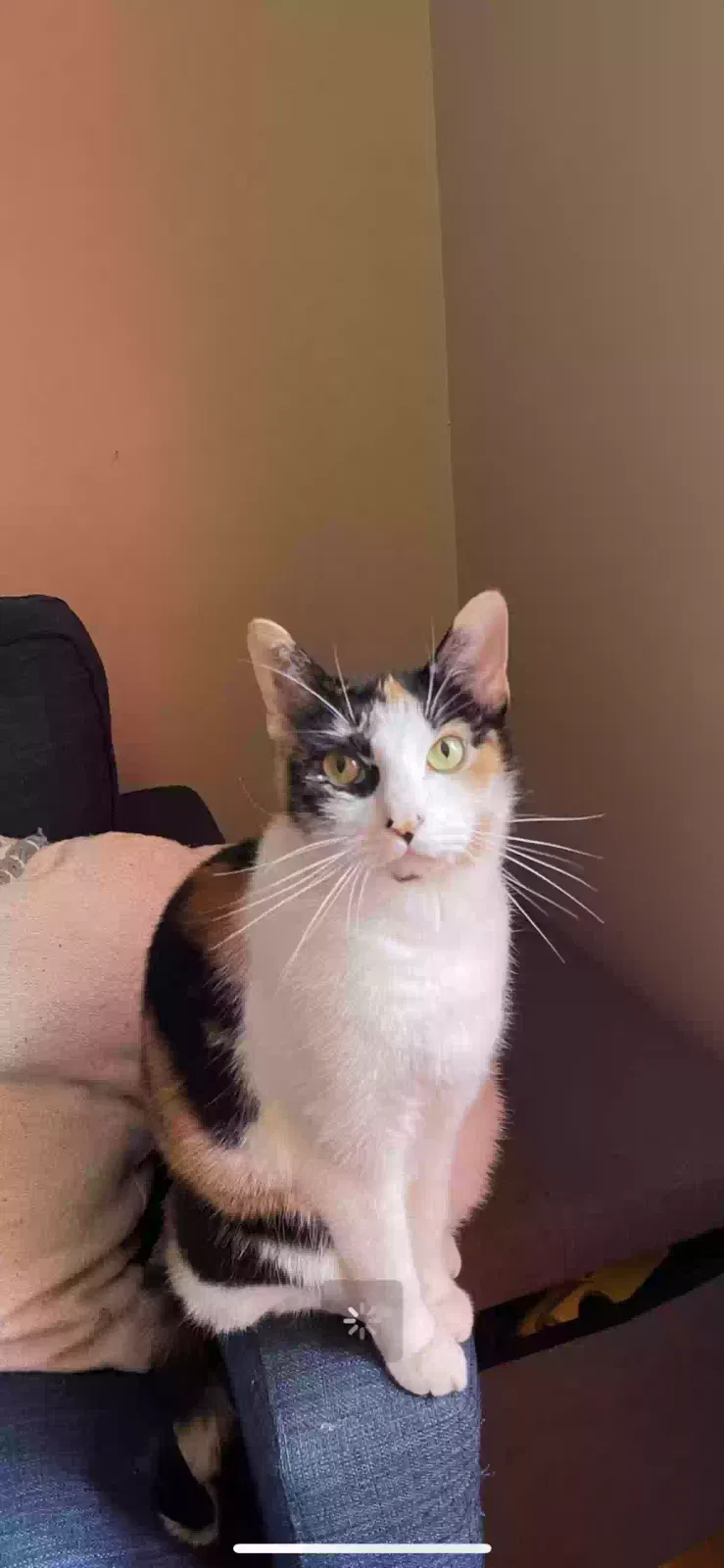 Lost cat in Woodhaven, NY, 11421