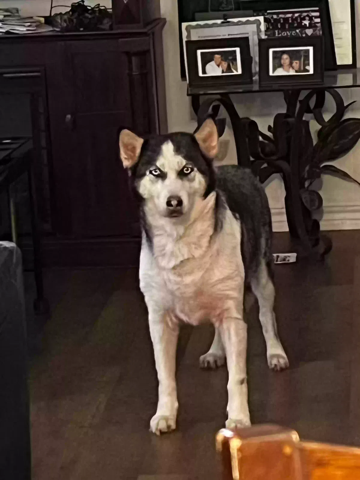 Lost dog in San Antonio, TX, 78238