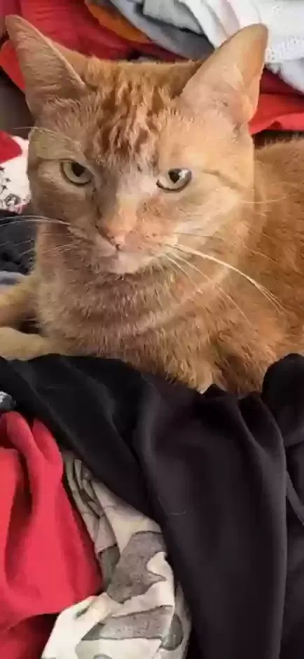 Lost cat in Bedford, TX, 76021