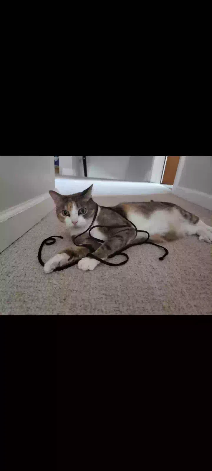 Lost cat in Southfield, MI, 48075