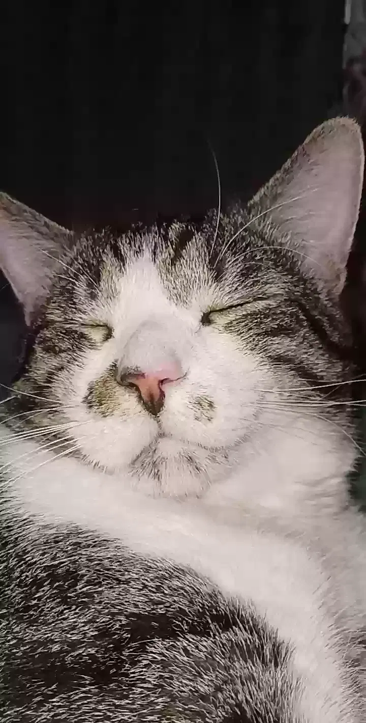 Lost cat in Albuquerque, NM, 87108
