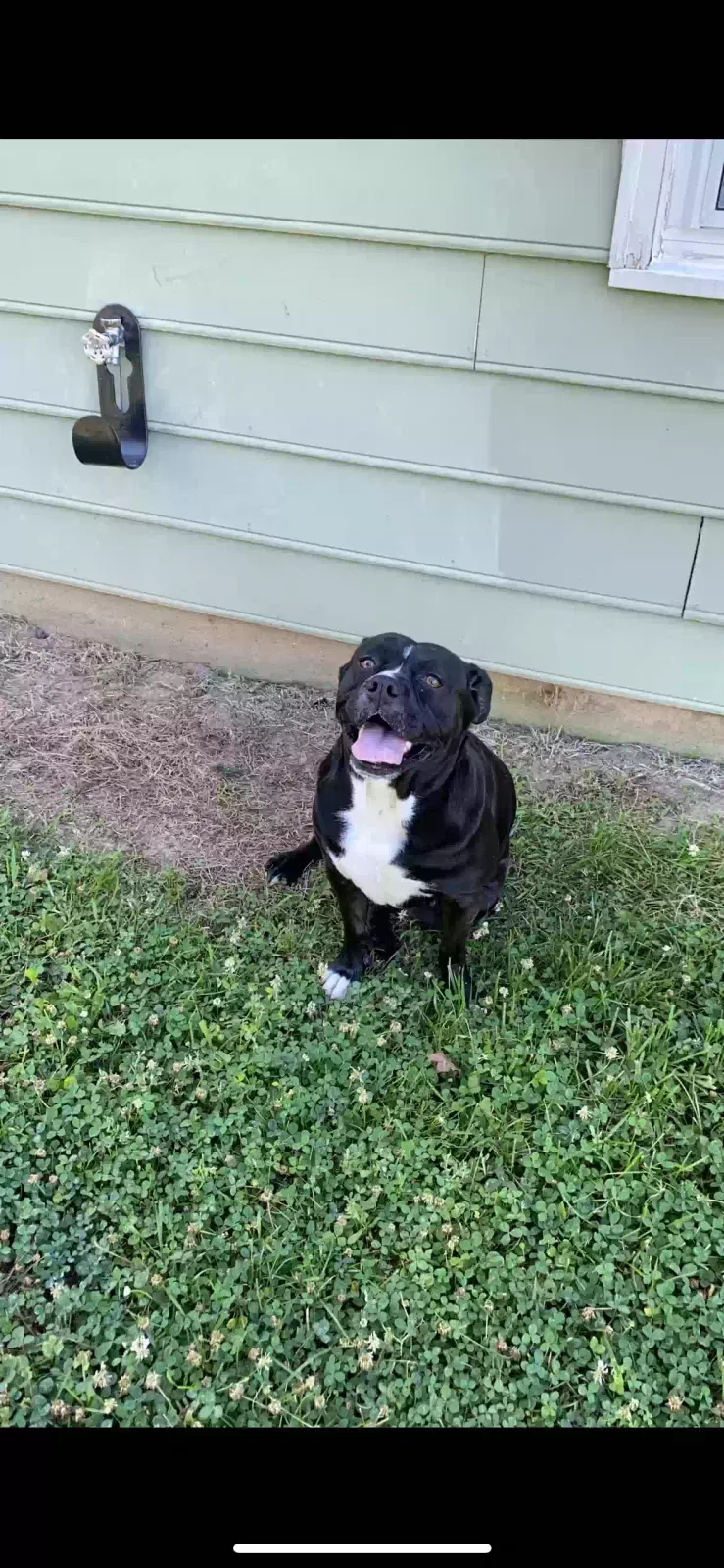 Lost dog in Angier, NC, 27501