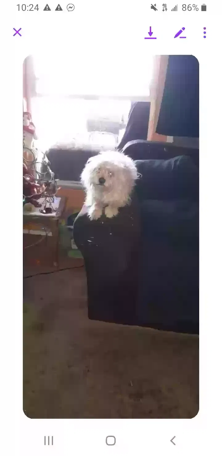 Lost dog in Pomona, CA, 91768