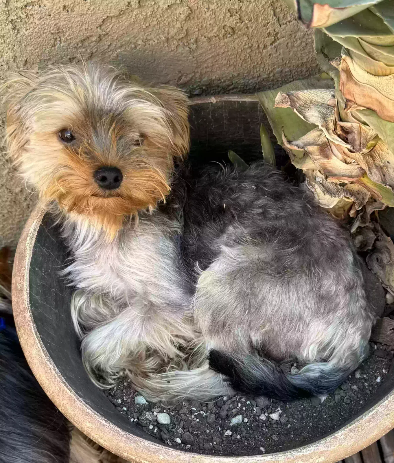 Lost dog in La Mirada, CA, 90638