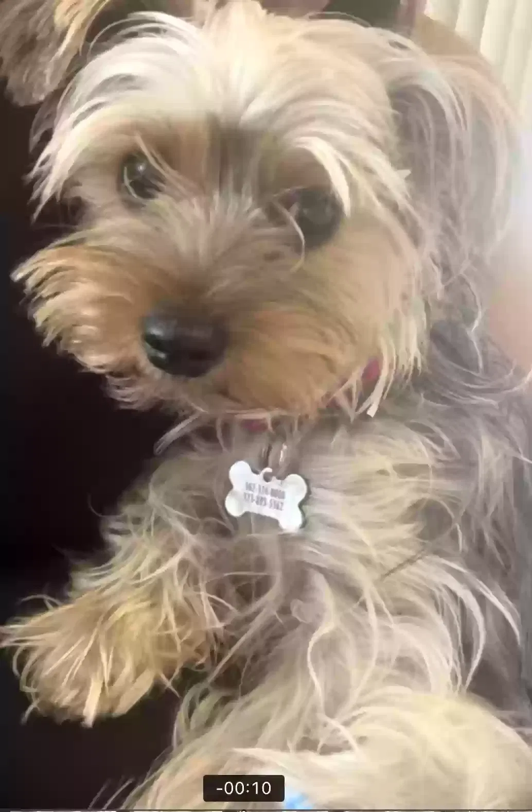 Lost dog in La Mirada, CA, 90638