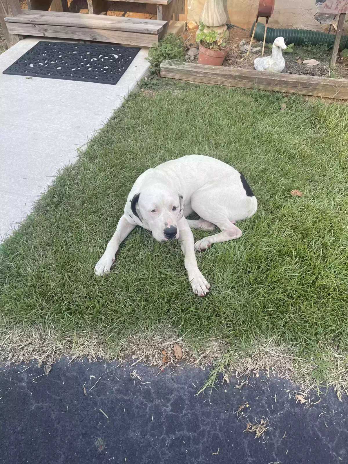 Found dog in Zebulon, GA, 30295