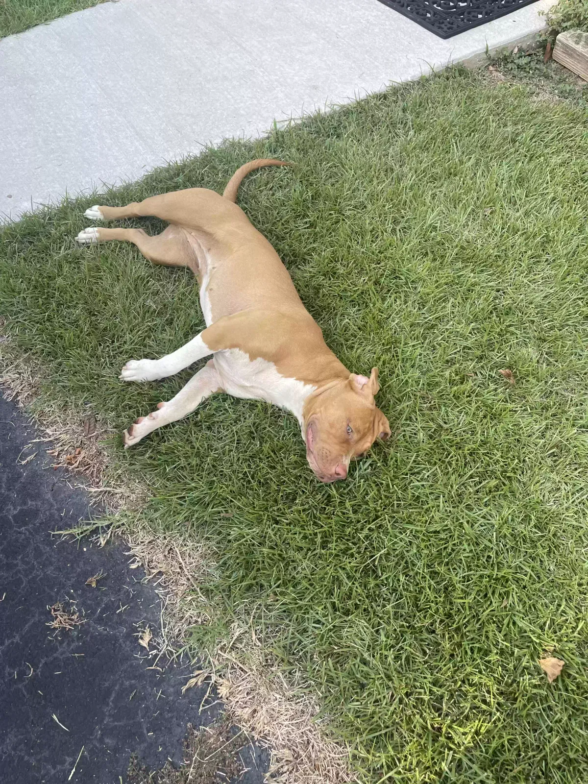 Found dog in Zebulon, GA, 30295