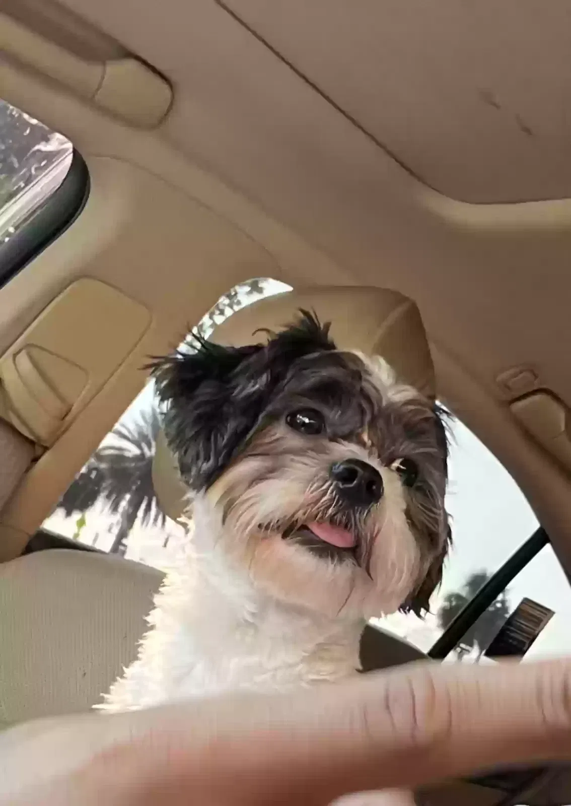 Lost dog in Lake Worth, FL, 33463