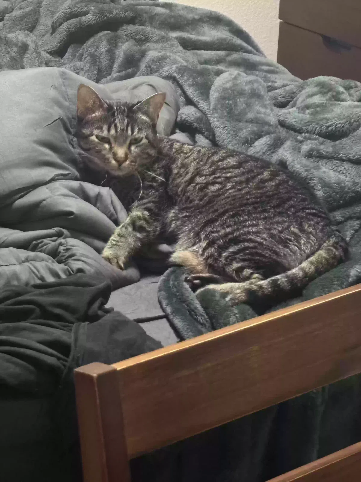 Lost cat in Fort Wayne, IN, 46835