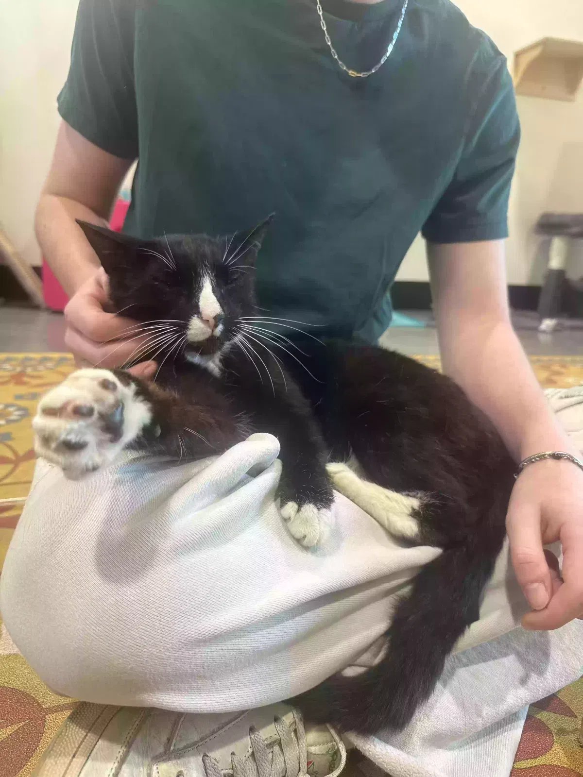 Lost cat in Tampa, FL, 33602