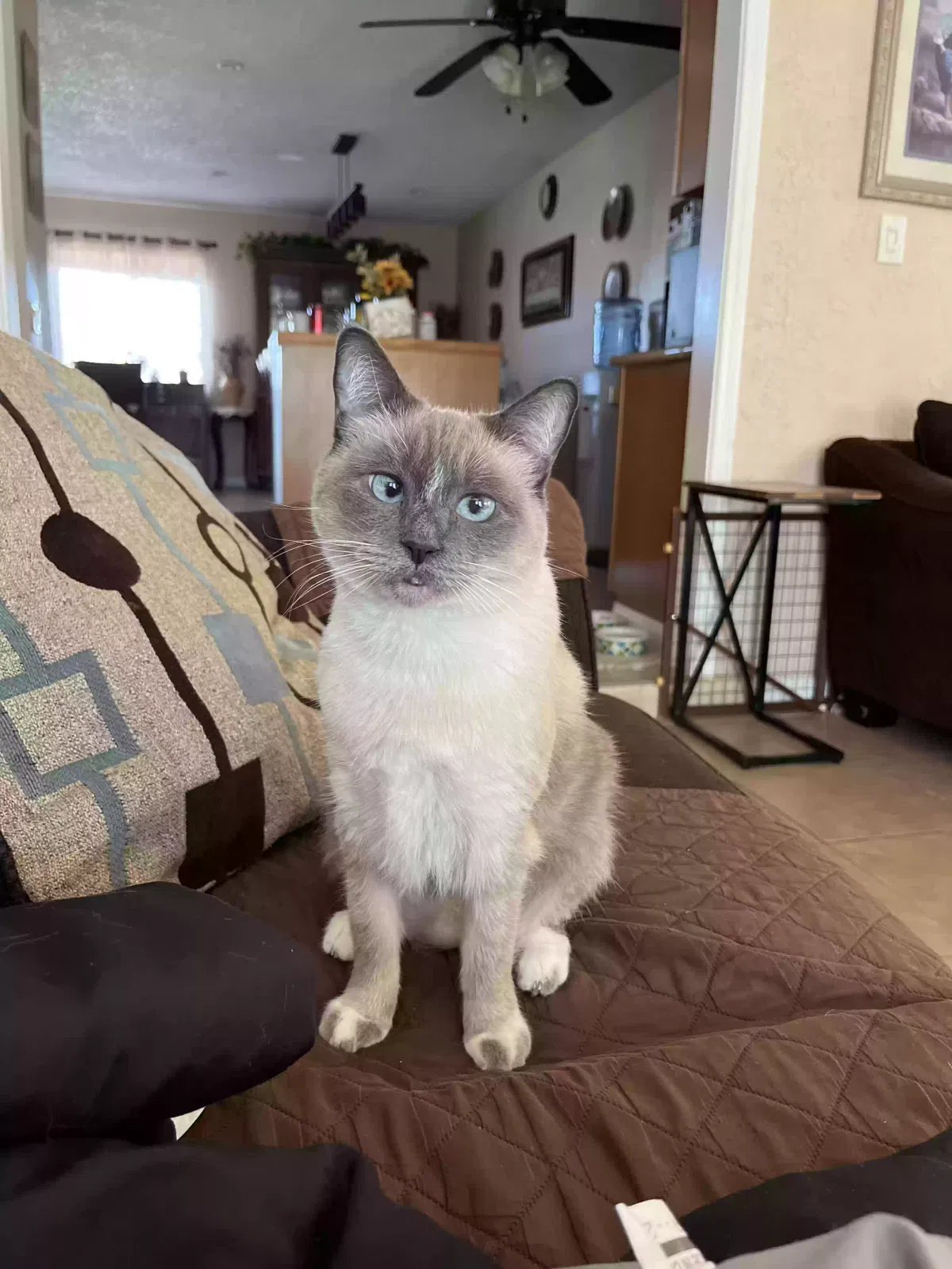 Lost cat in San Diego, CA, 92126