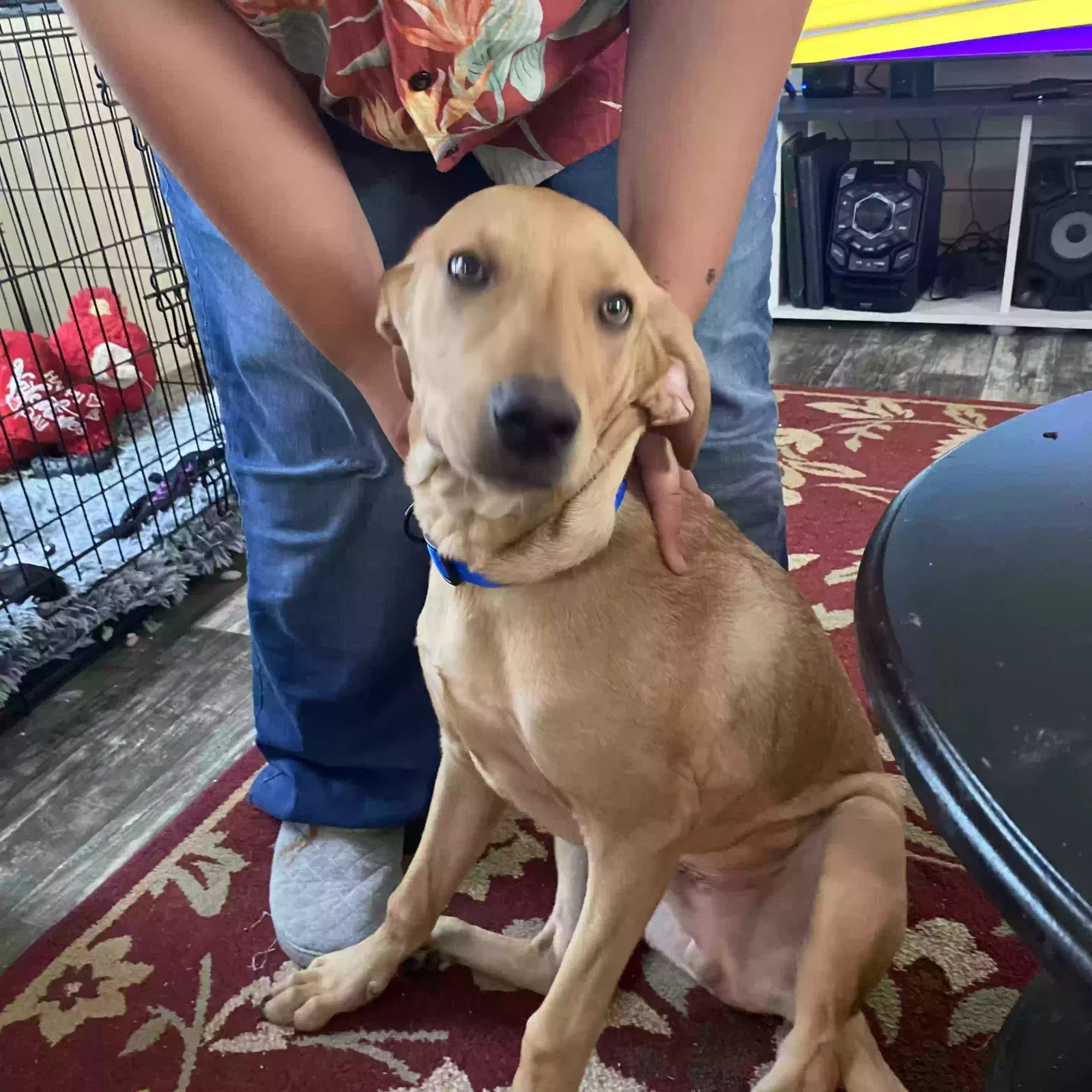 Lost dog in Lumberton, TX, 77657
