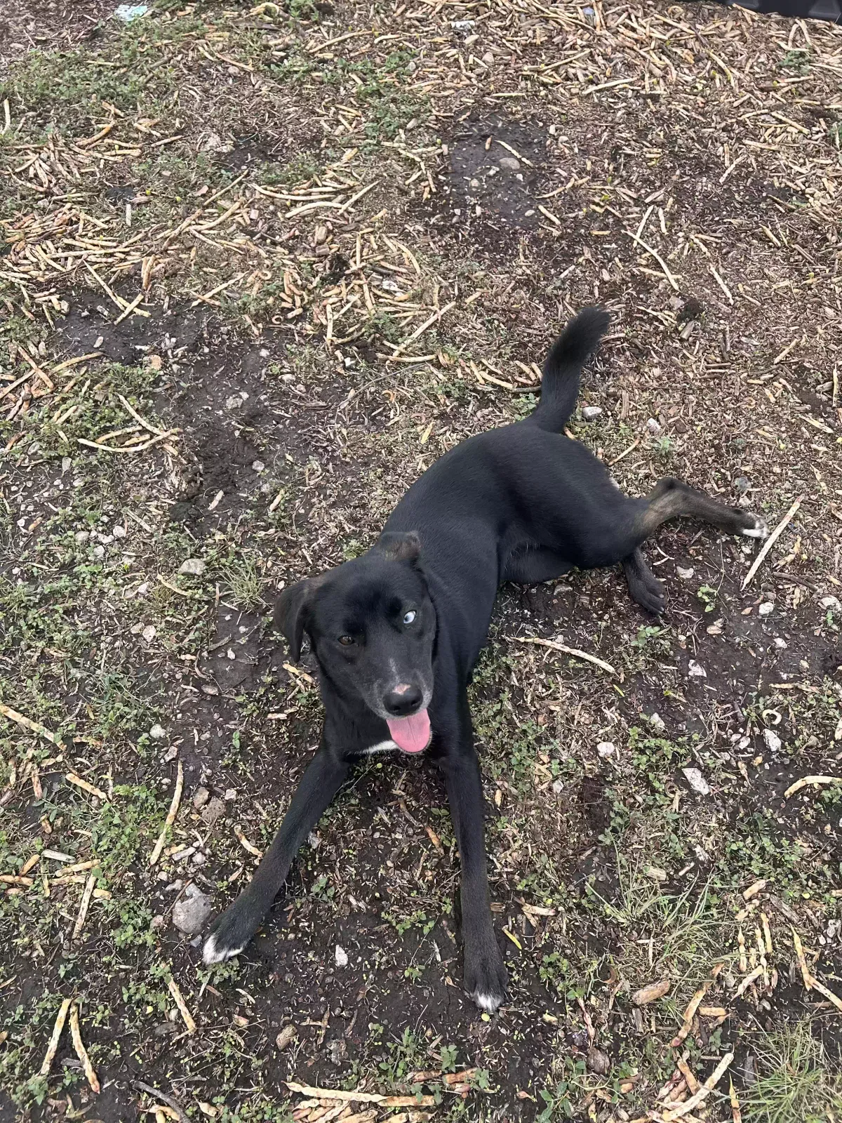 Found dog in Converse, TX, 78109