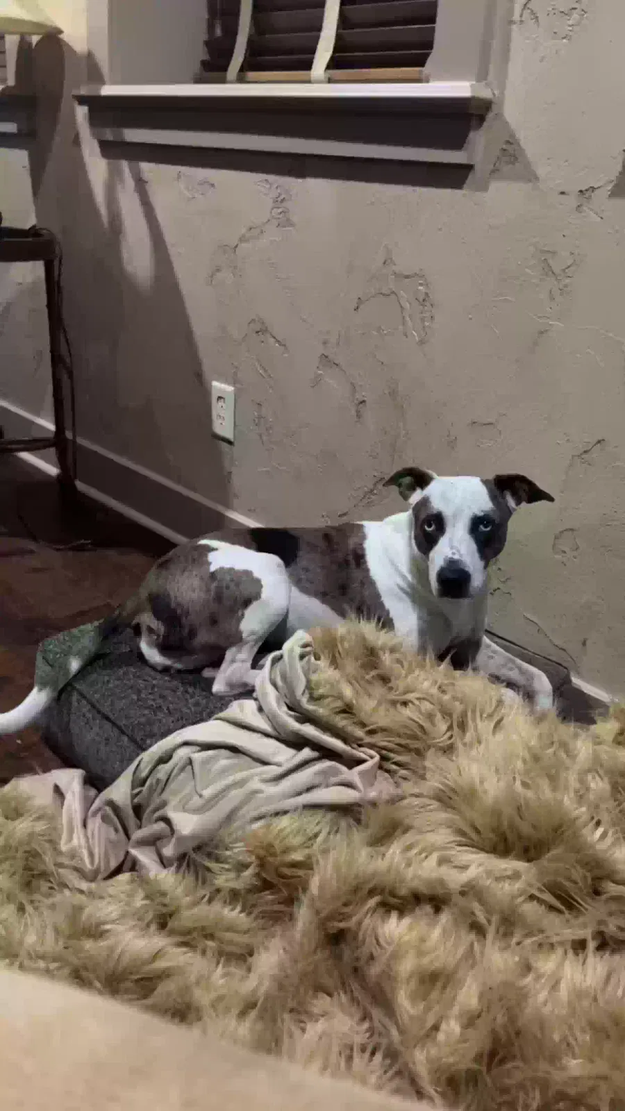 Lost dog in Justin, TX, 76247