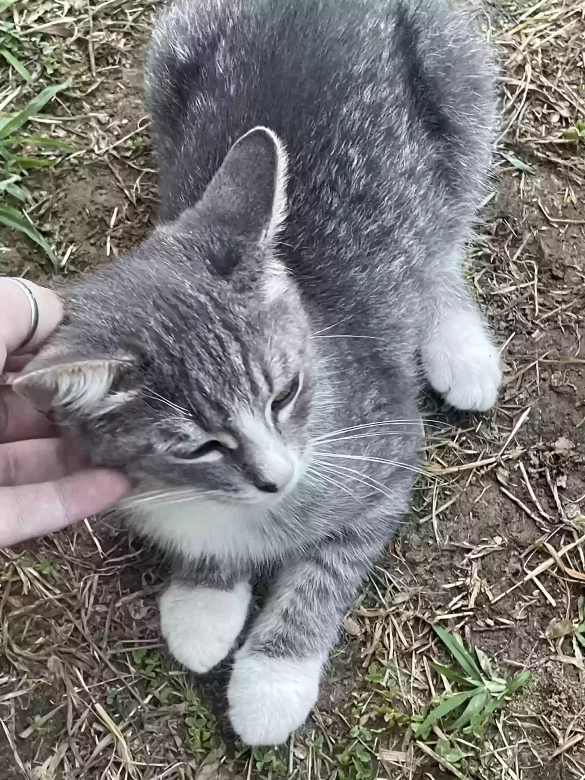 Lost cat in Dobson, NC, 27017