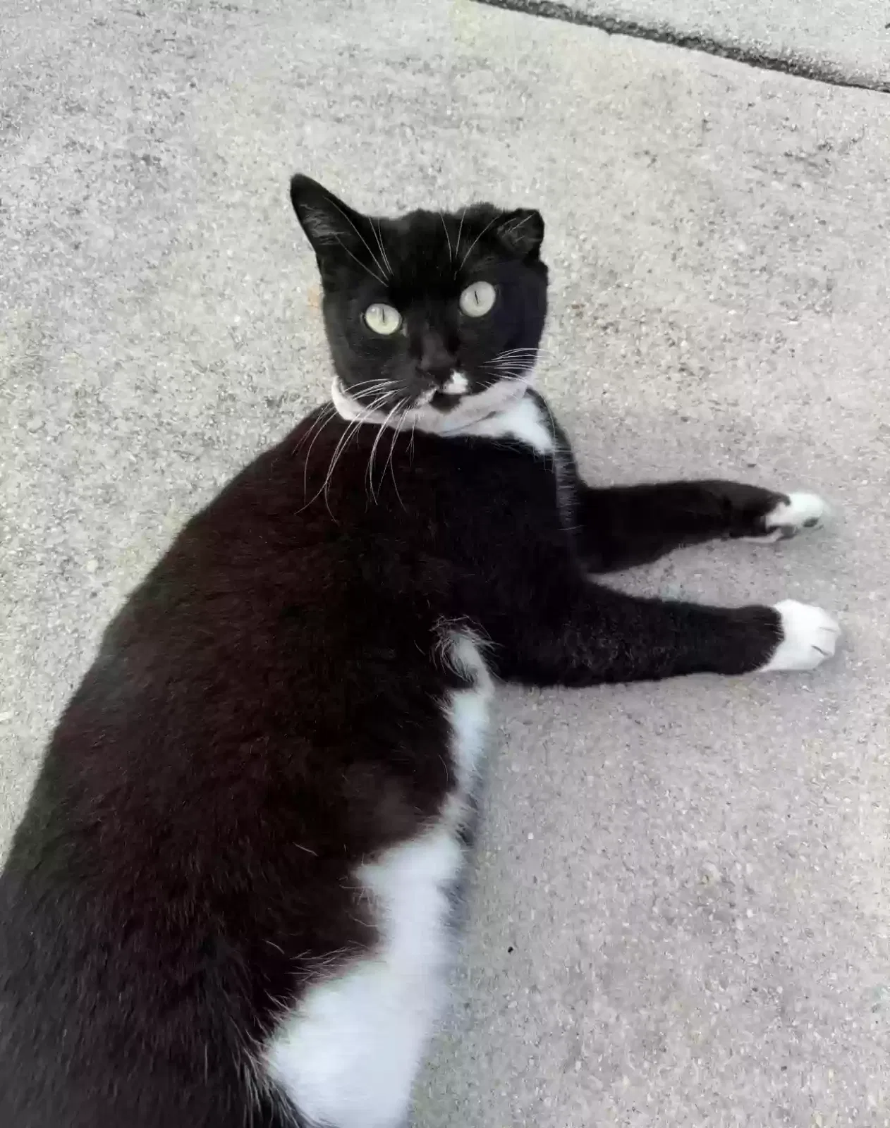 Lost cat in San Antonio, TX, 78245