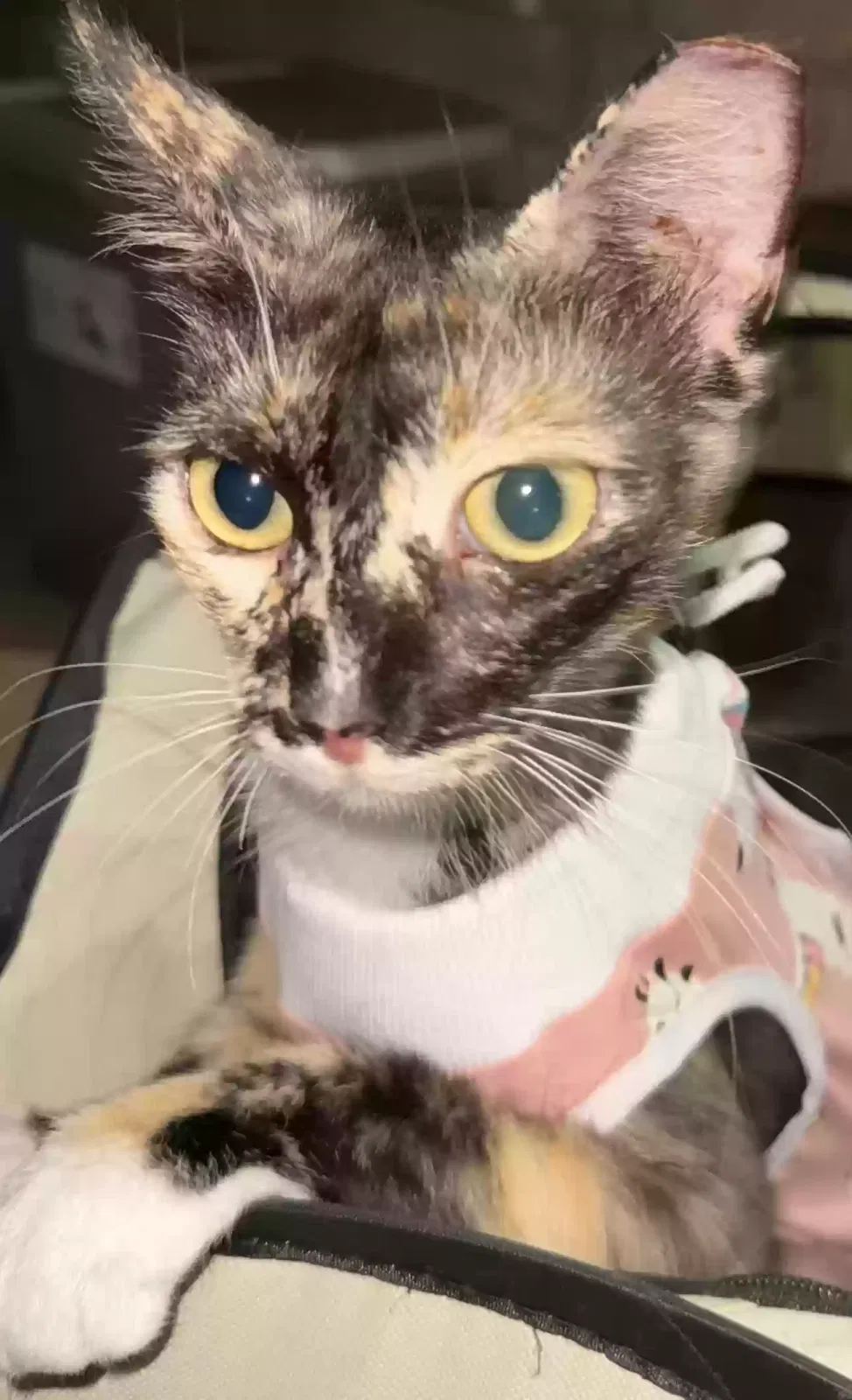 Lost cat in San Antonio, TX, 78245