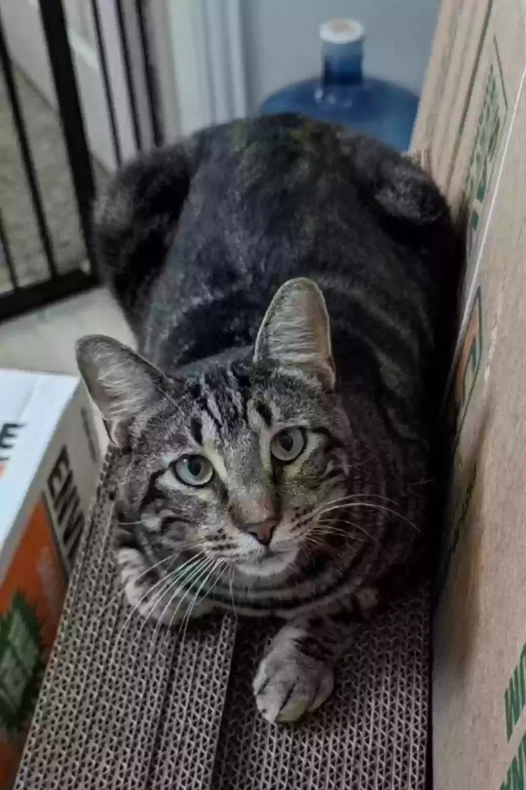 Lost cat in Denton, TX, 76209