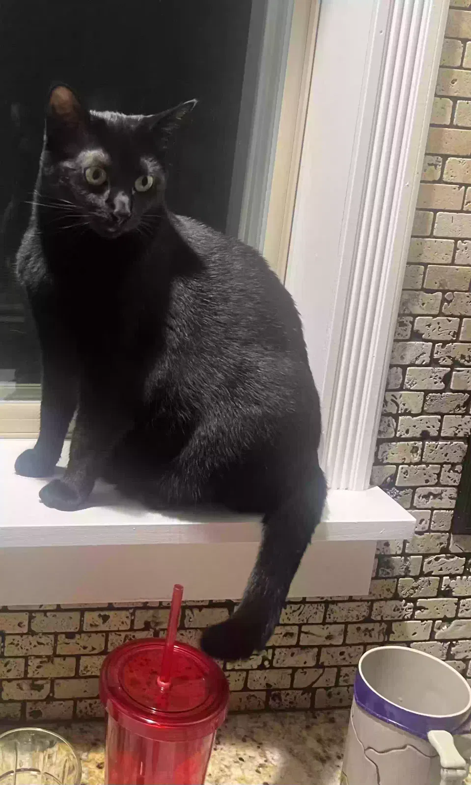 Lost cat in Poulsbo, WA, 98370