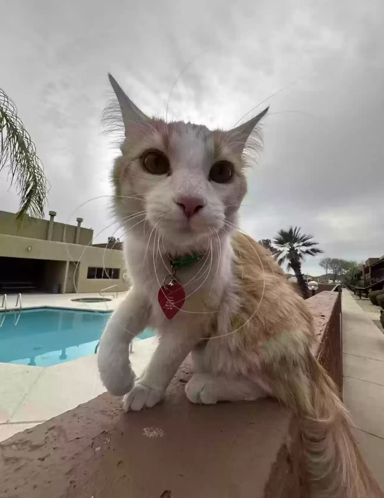 Lost cat in Tucson, AZ, 85713
