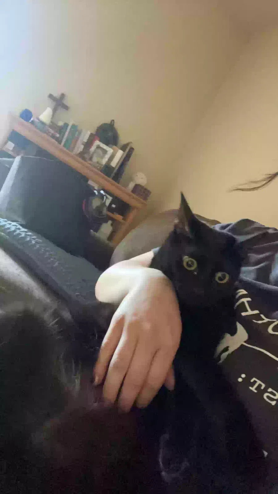 Lost cat in Fayetteville, NC, 28304