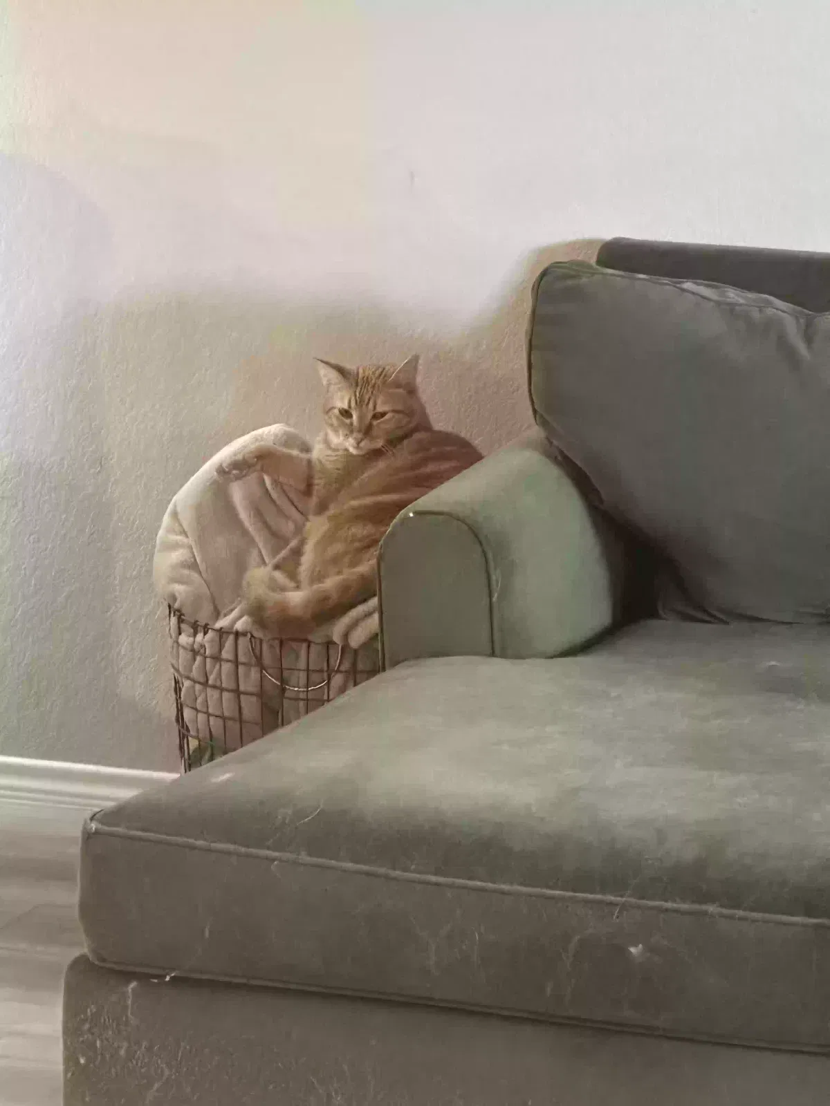 Lost cat in Temple, TX, 76502