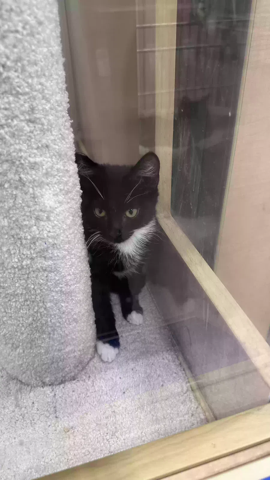 Lost cat in Las Vegas, NV, 89118