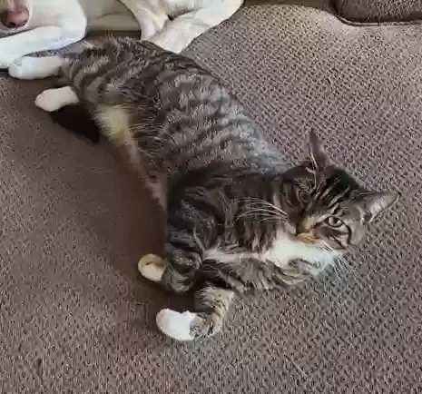 Lost cat in Orange, MA, 1364