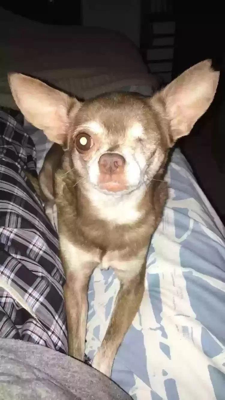 Lost dog in Stafford, TX, 77477