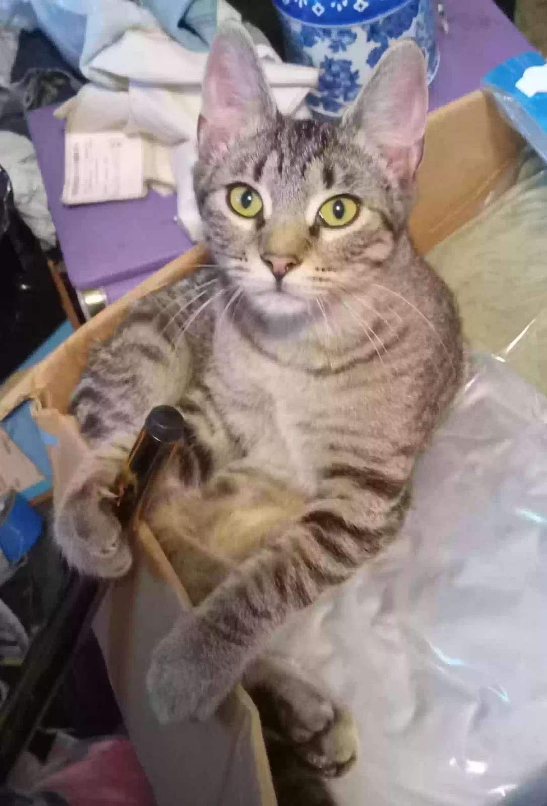 Lost cat in Salem, OR, 97303