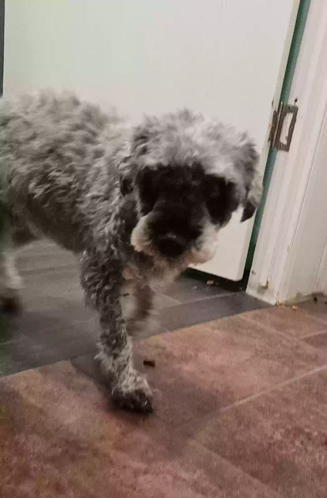 Found dog in Fairfield, FL, 32634