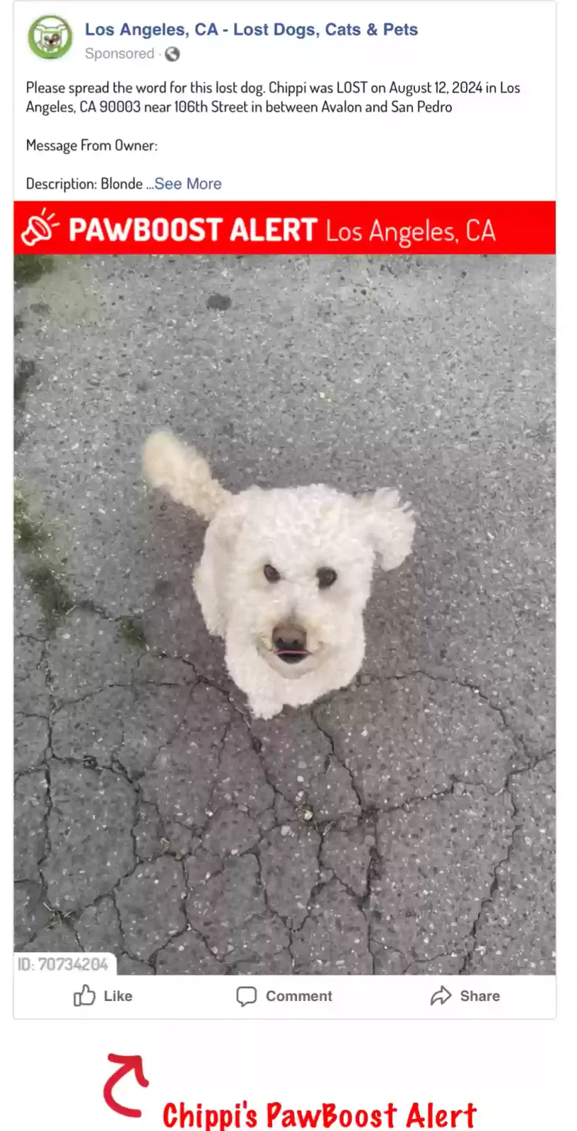 Lost dog in Los Angeles, CA, 90003