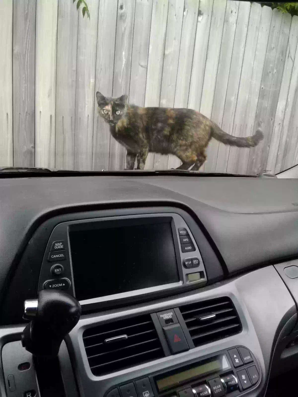 Lost cat in Houston, TX, 77042