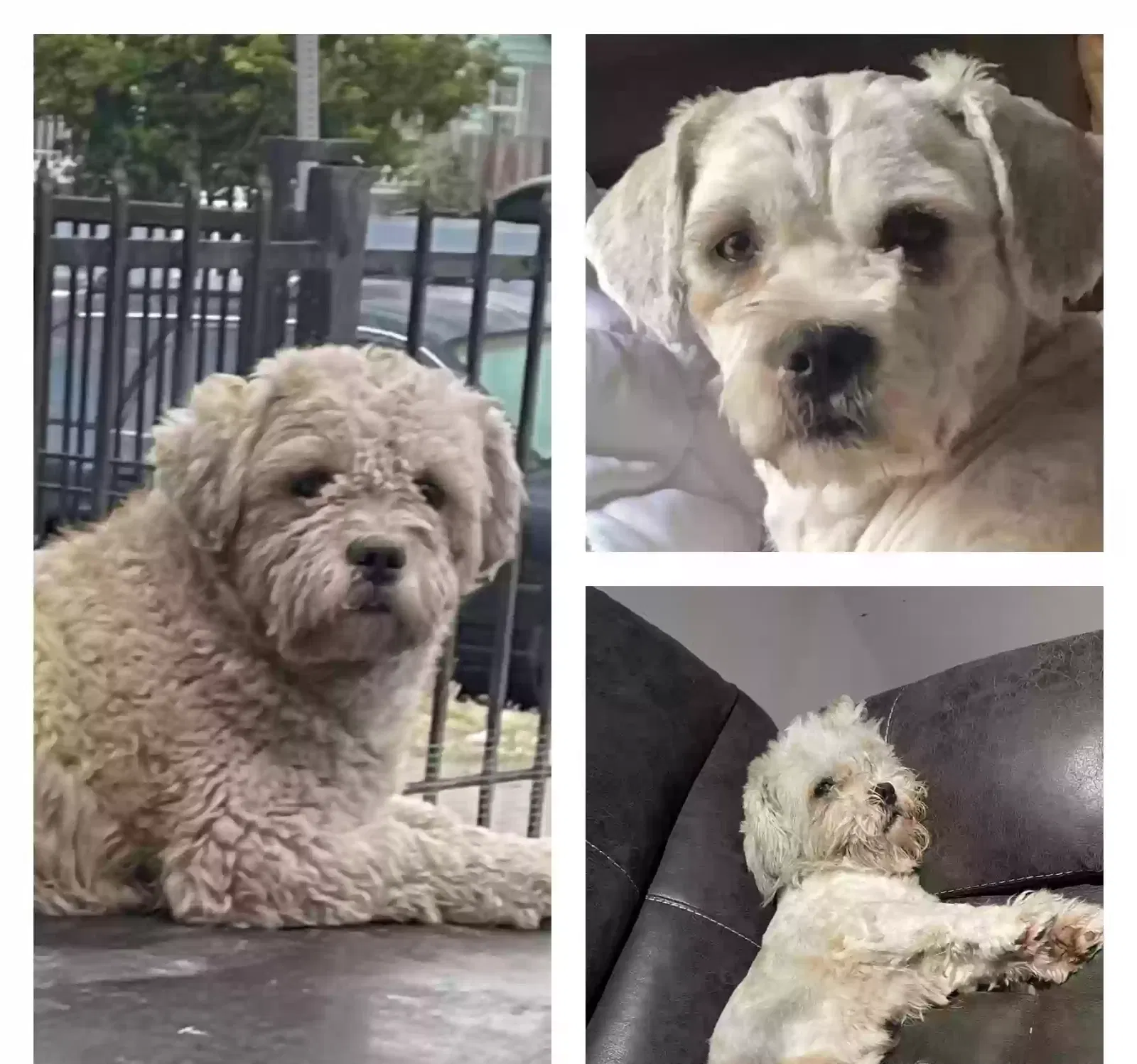 Lost dog in Los Angeles, CA, 90044