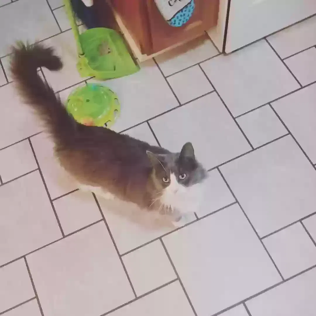 Lost cat in Syracuse, NY, 13224