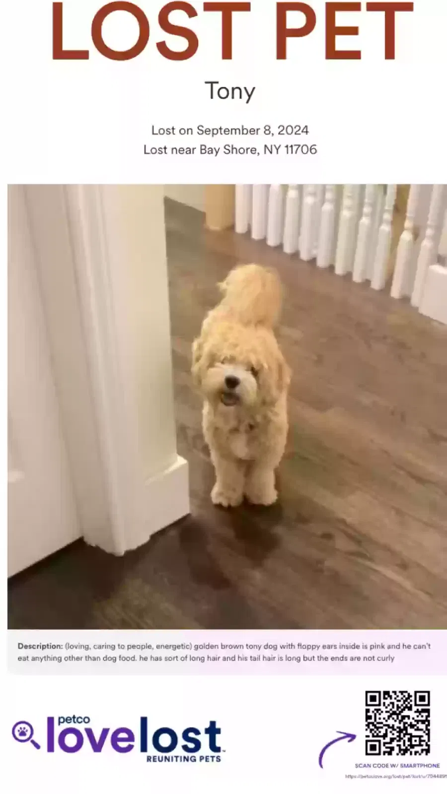 Lost dog in Bay Shore, NY, 11706