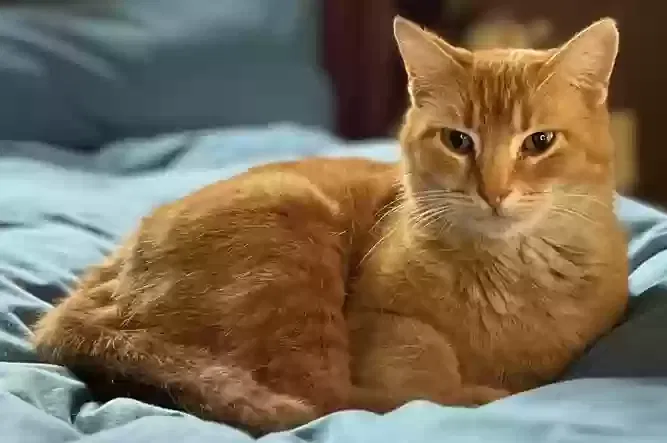 Lost cat in Dallas, TX, 75214