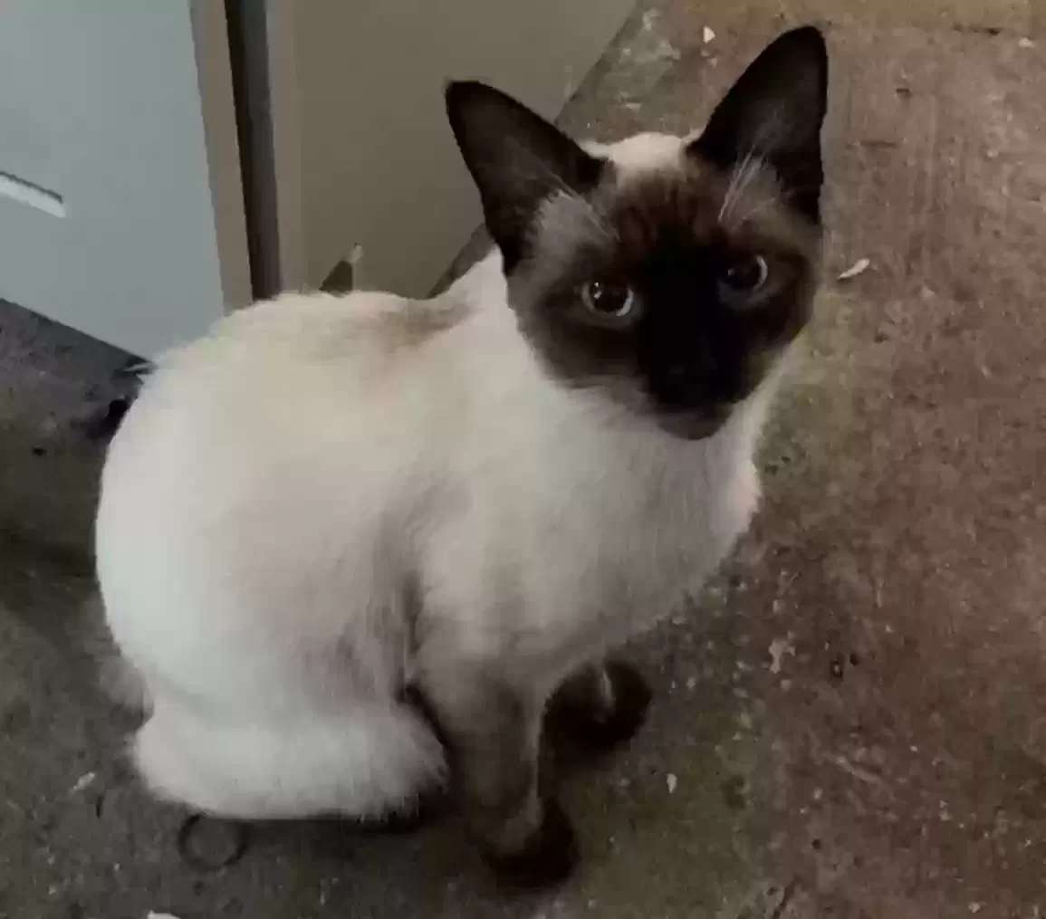 Lost cat in San Antonio, TX, 78210