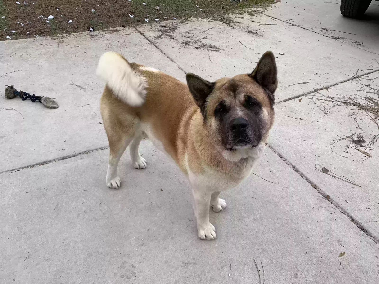 Lost dog in Brooksville, FL, 34613