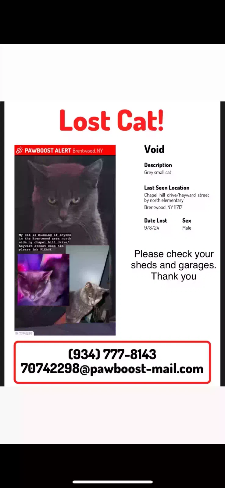 Lost cat in Brentwood, NY, 11717