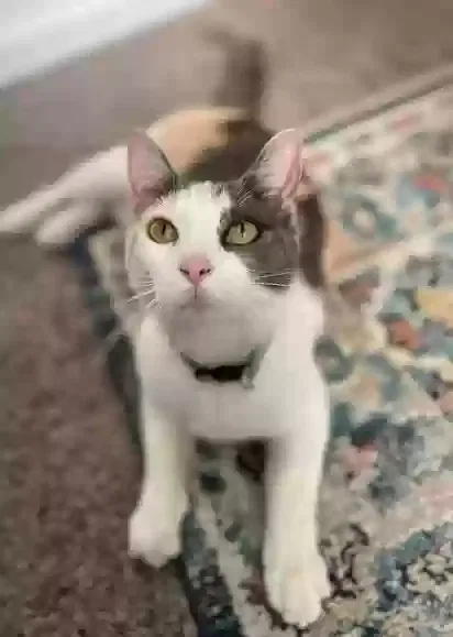 Lost cat in Talbott, TN, 37877