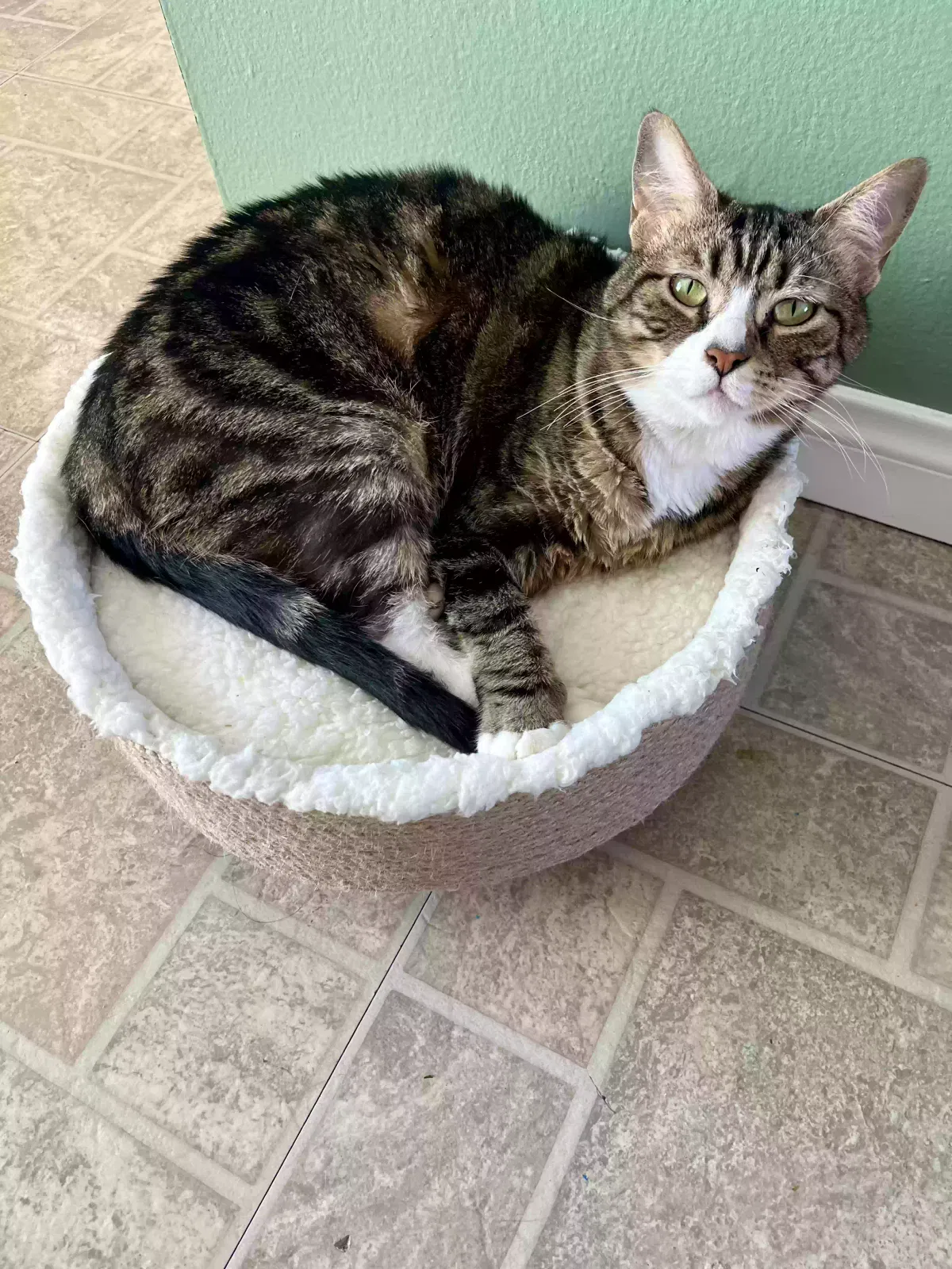 Lost cat in San Diego, CA, 92109