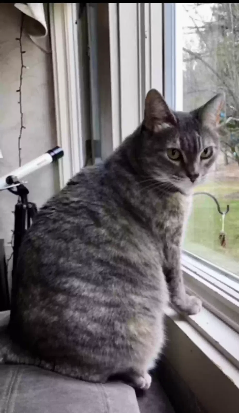 Lost cat in Tariffville, CT, 6081