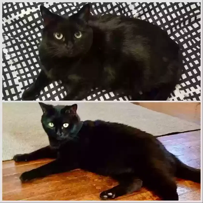 Lost cat in Valencia, CA, 91355