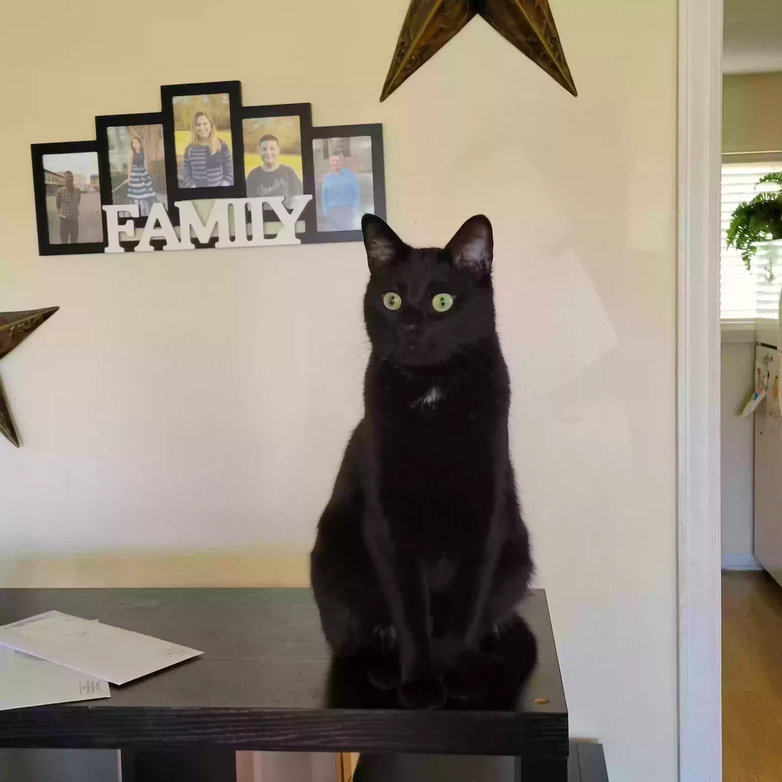 Lost cat in Franklinton, NC, 27525