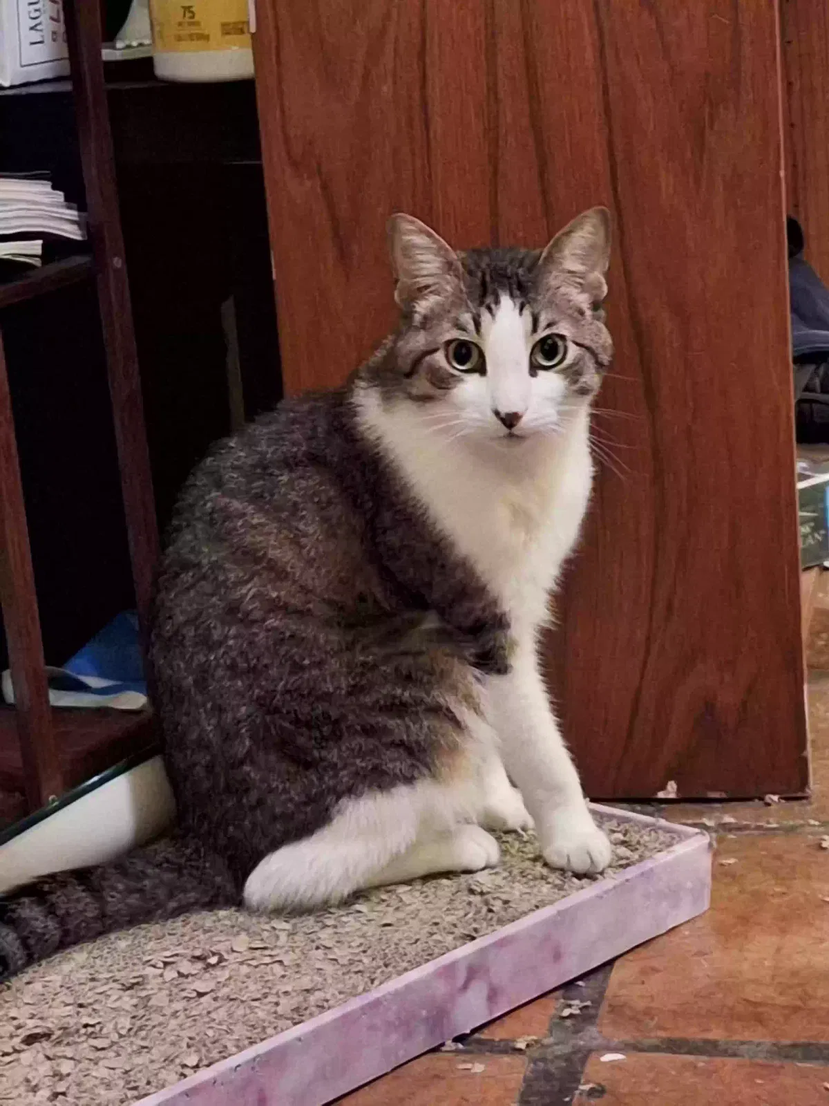 Lost cat in Austin, TX, 78704
